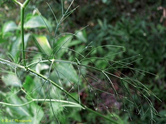 {Ptilimnium costatum}